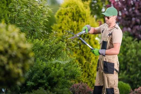 Process of Shaping the Tree in the Backyard Garden by Pruning the Overgrown Branches with Garden Scissors. Caucasian Garden Landscaper Doing His Job.